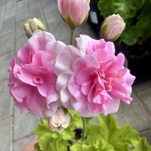 Pelargonium 'LiA Bereginia' - Pelargoon 'LiA Bereginia' P9/0,55L 